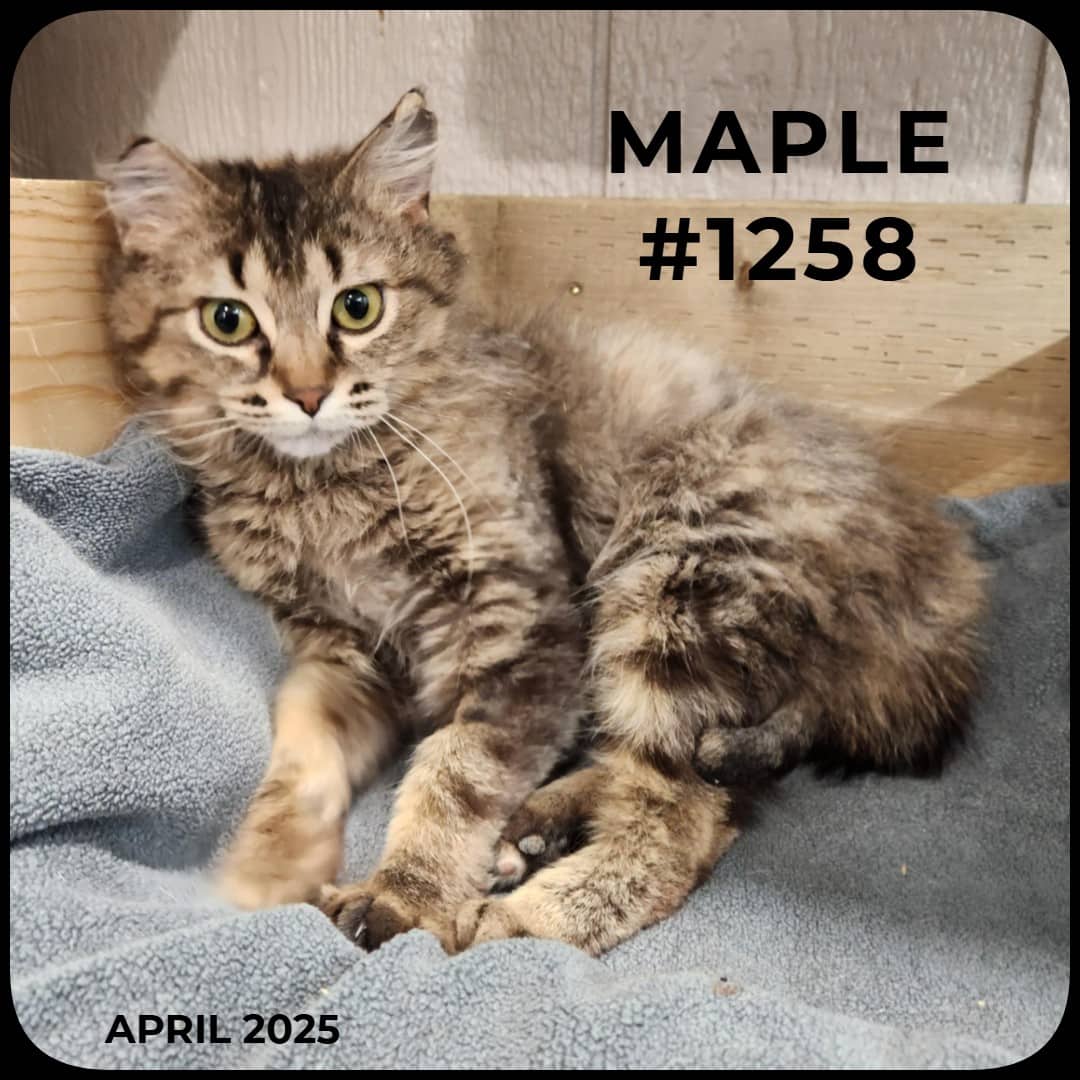 MAPLE - Domestic Shorthair available for adoption