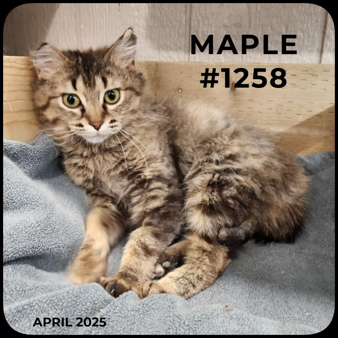MAPLE - Domestic Shorthair available for adoption