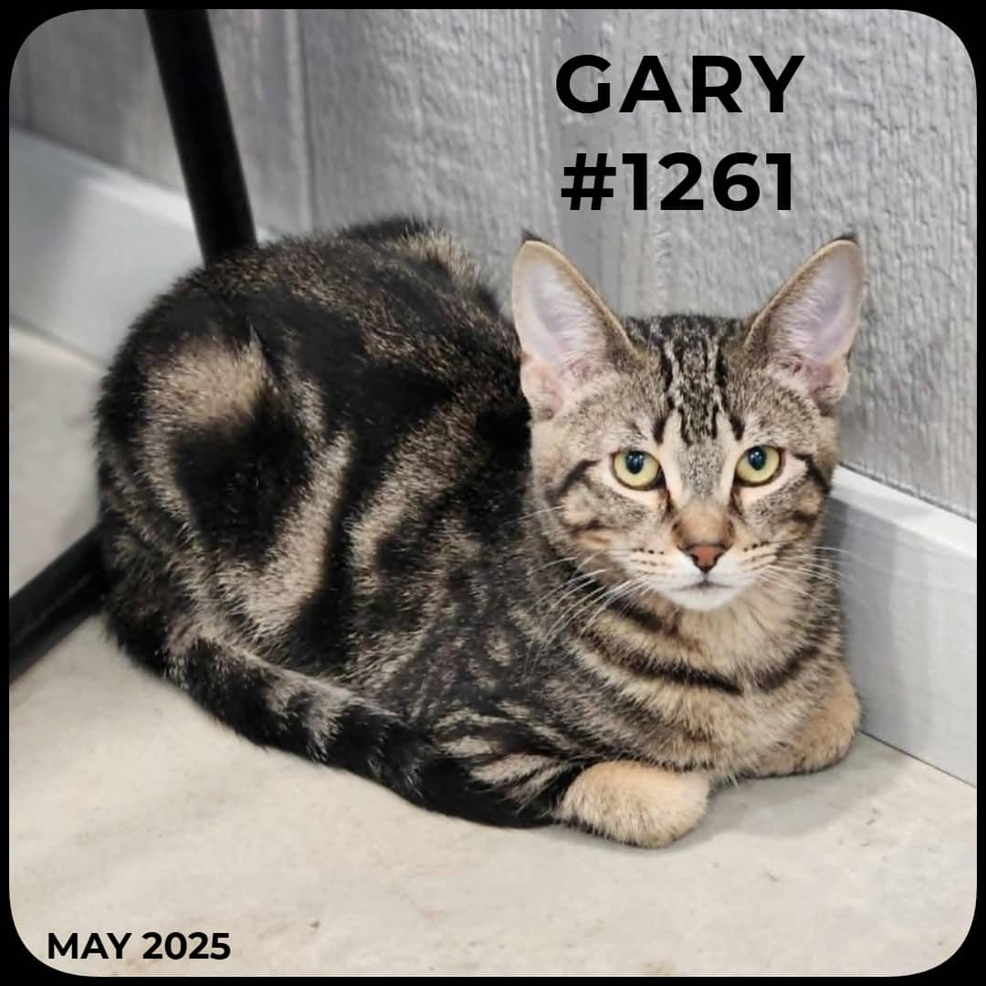 GARY - Domestic Shorthair available for adoption