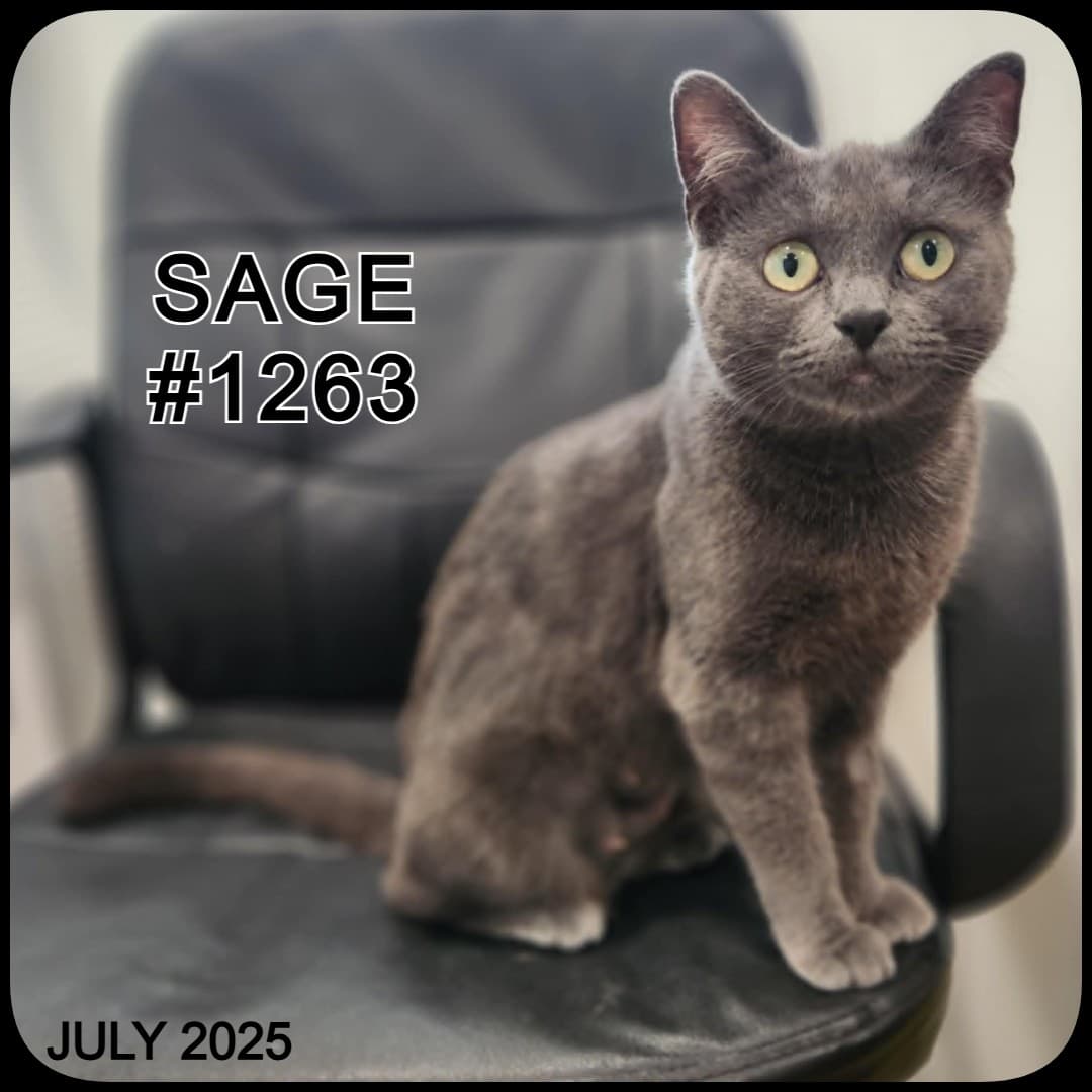 SAGE - Domestic Shorthair available for adoption