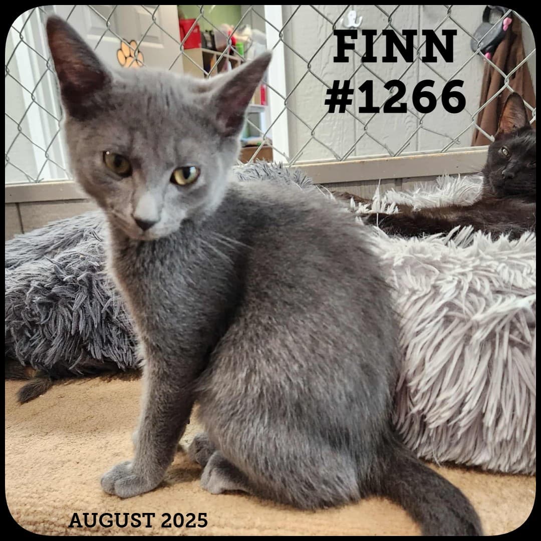 FINN - Domestic Shorthair available for adoption