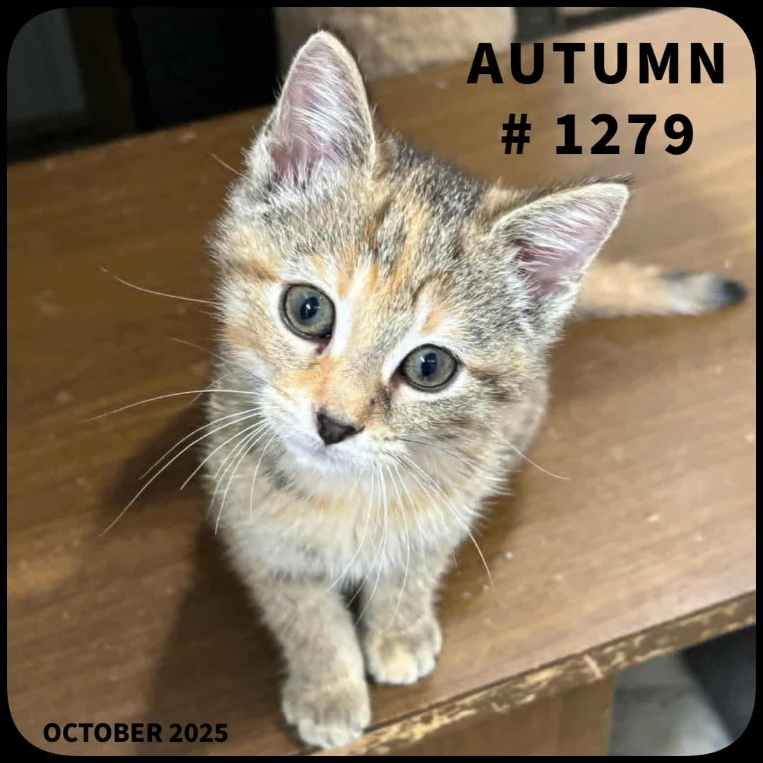 AUTUMN - Domestic Shorthair available for adoption