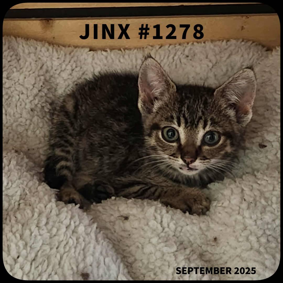 JINX - Domestic Shorthair available for adoption