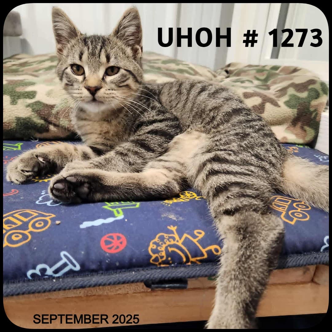 UHOH - Domestic Shorthair available for adoption