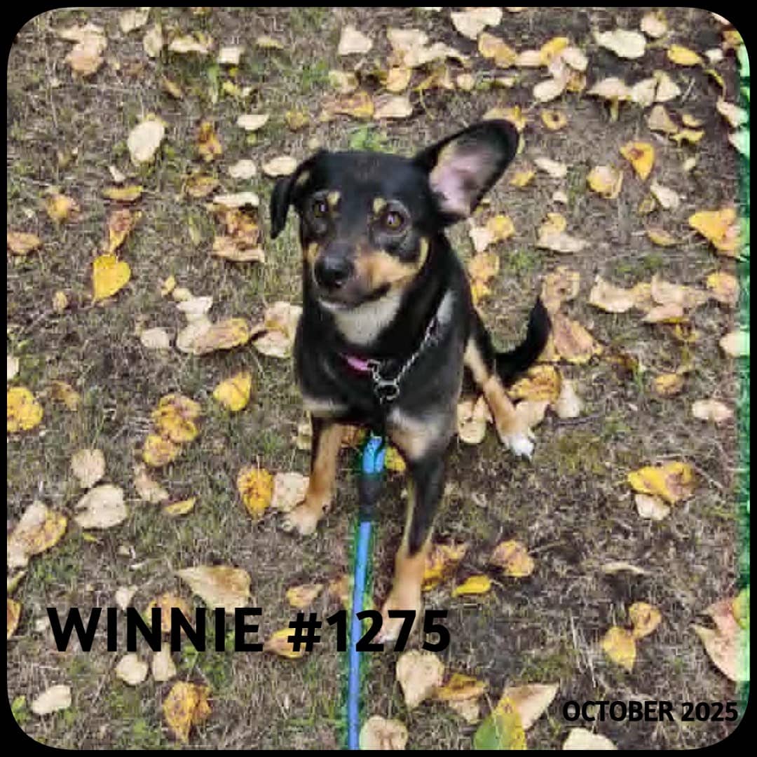 WINNIE - German Shepherd, Mixed available for adoption