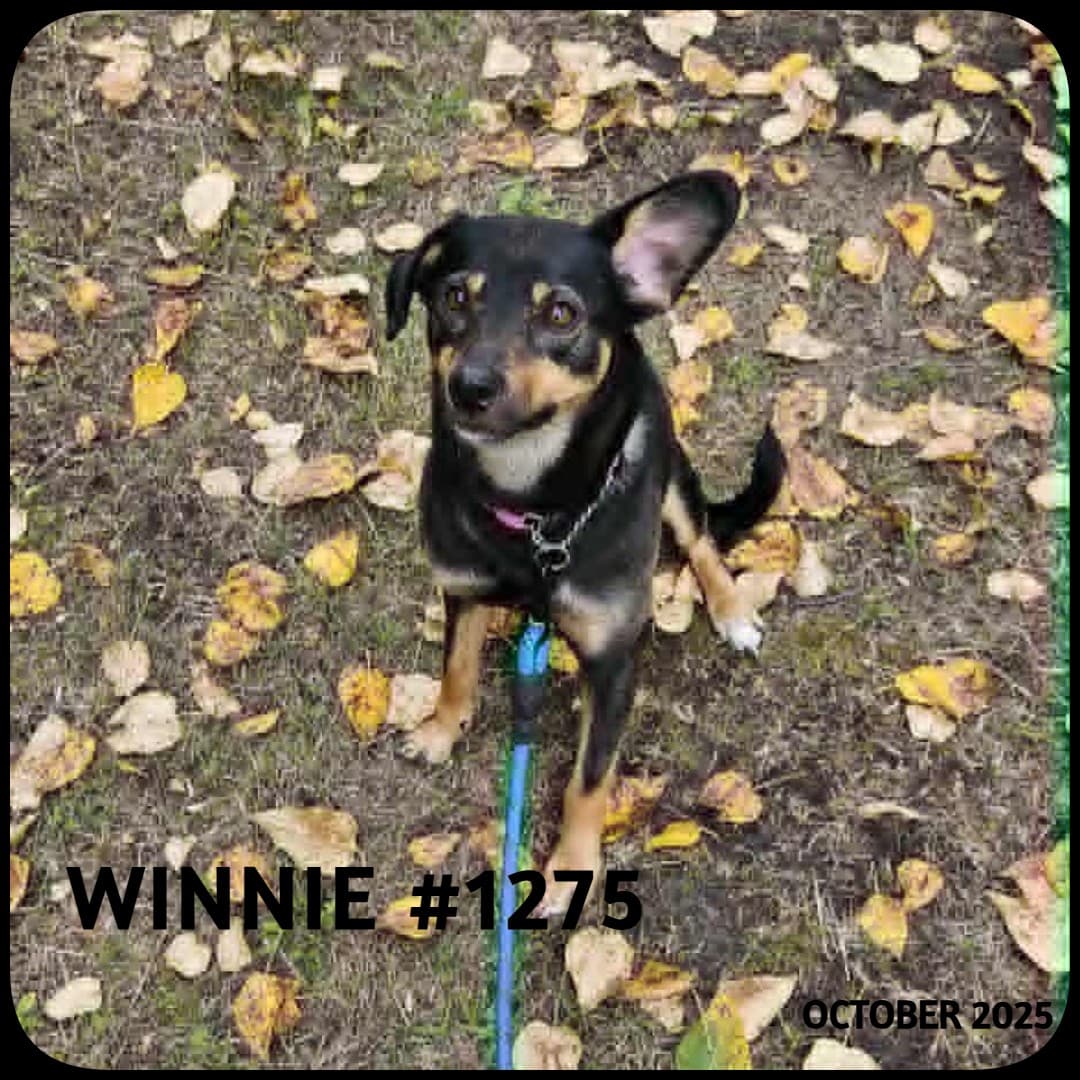 WINNIE - German Shepherd, Mixed available for adoption