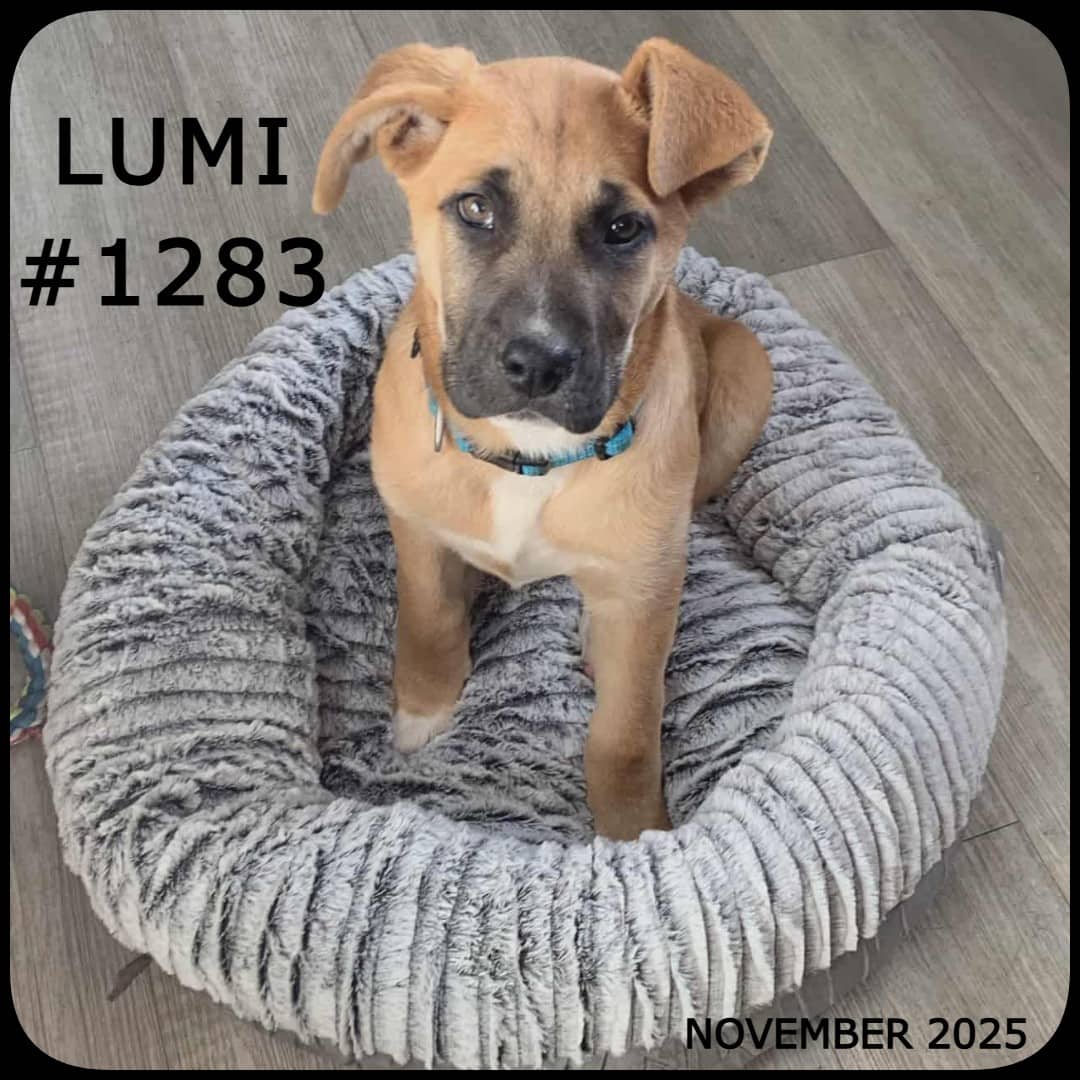LUMI - Retriever Mix available for adoption