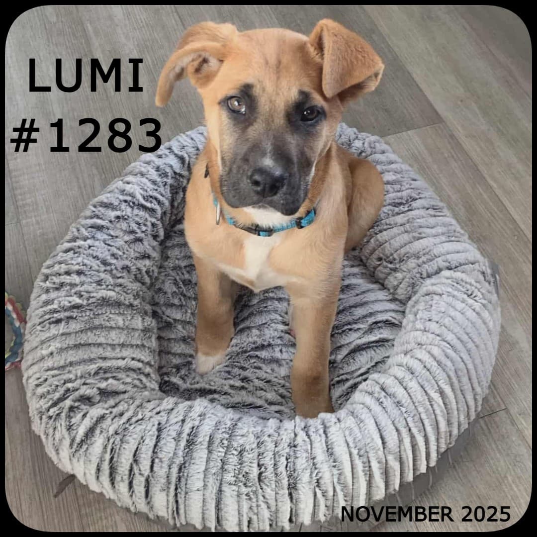 LUMI - Retriever Mix available for adoption