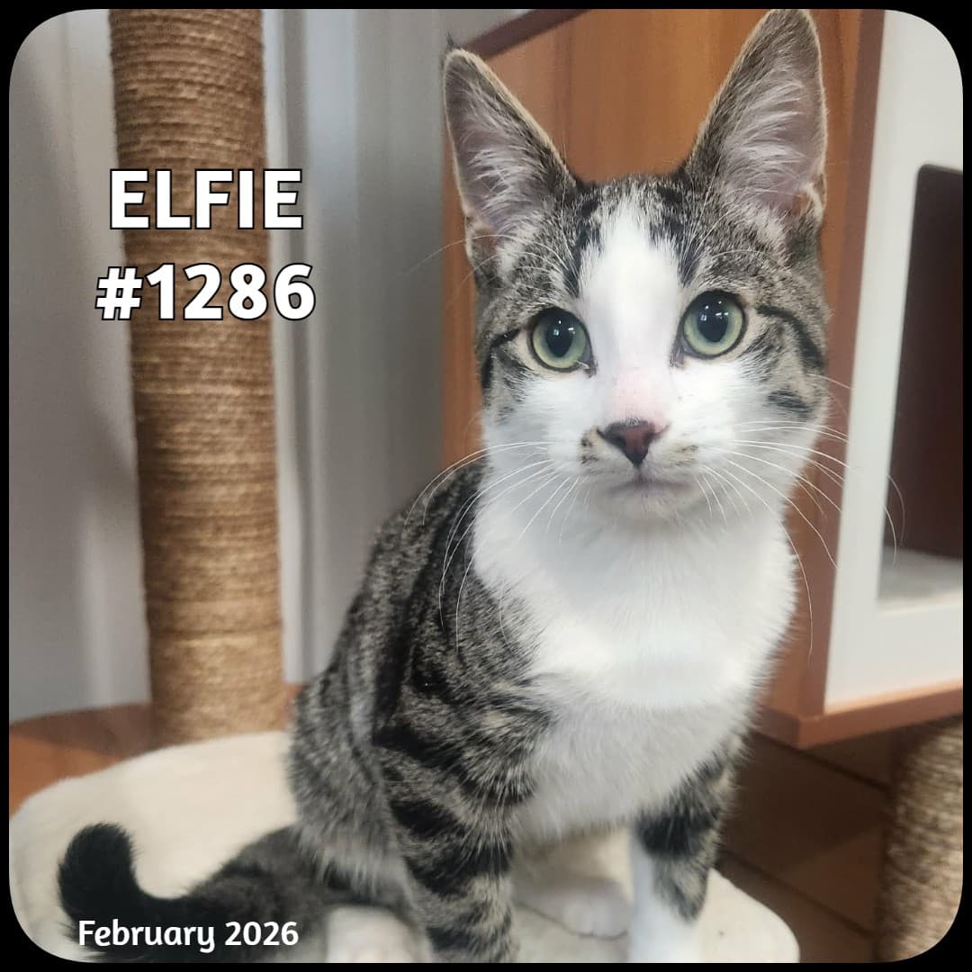 ELFIE - Domestic Shorthair available for adoption