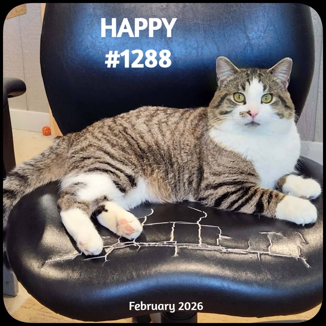 HAPPY - Domestic Shorthair available for adoption
