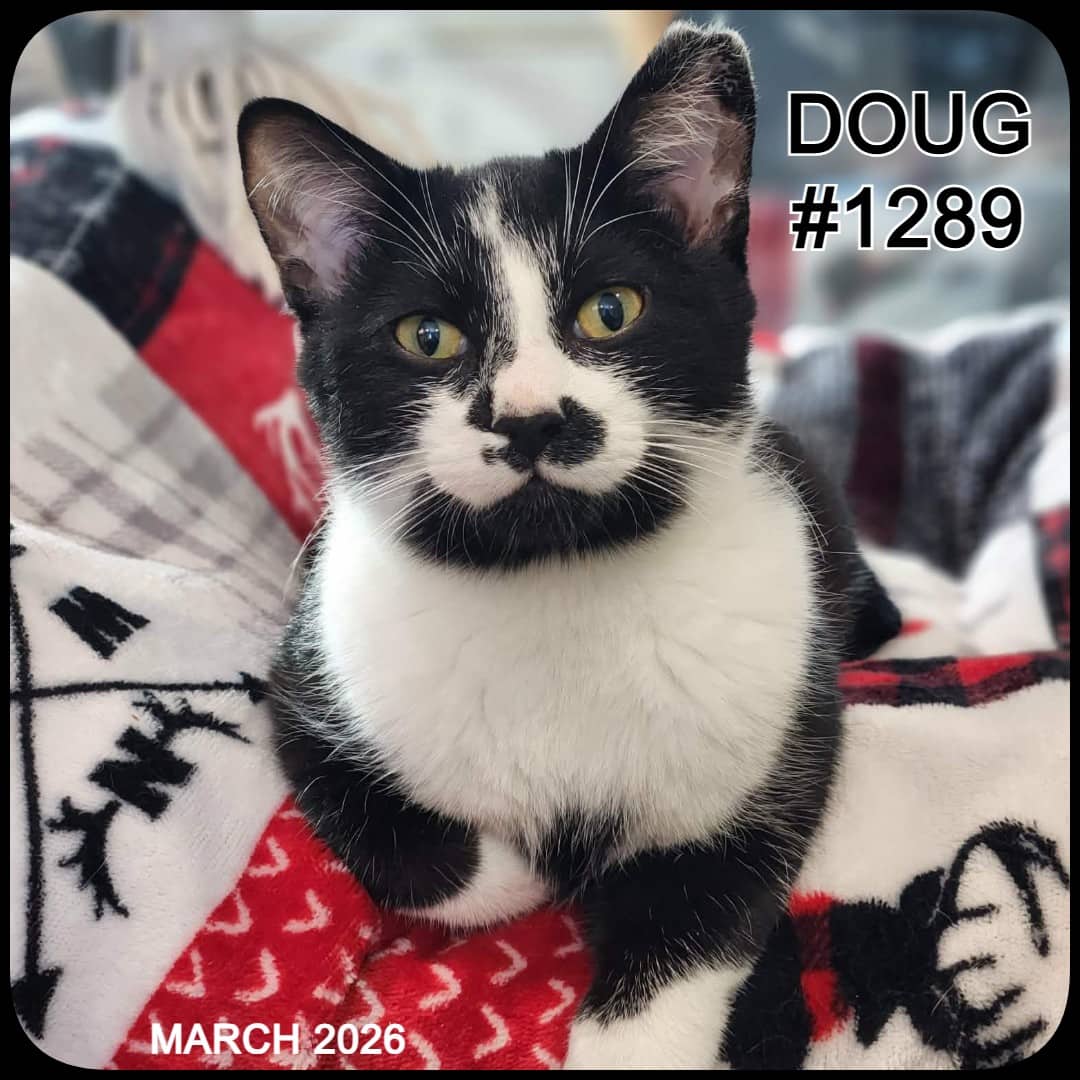 DOUG - Domestic Shorthair available for adoption