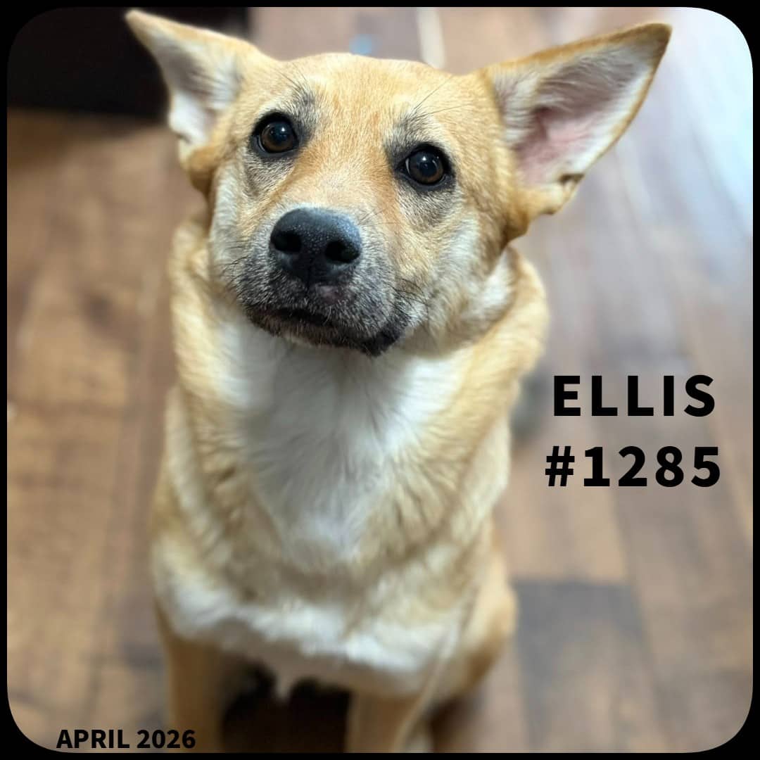 ELLIS - Mixed, Siberian Husky available for adoption