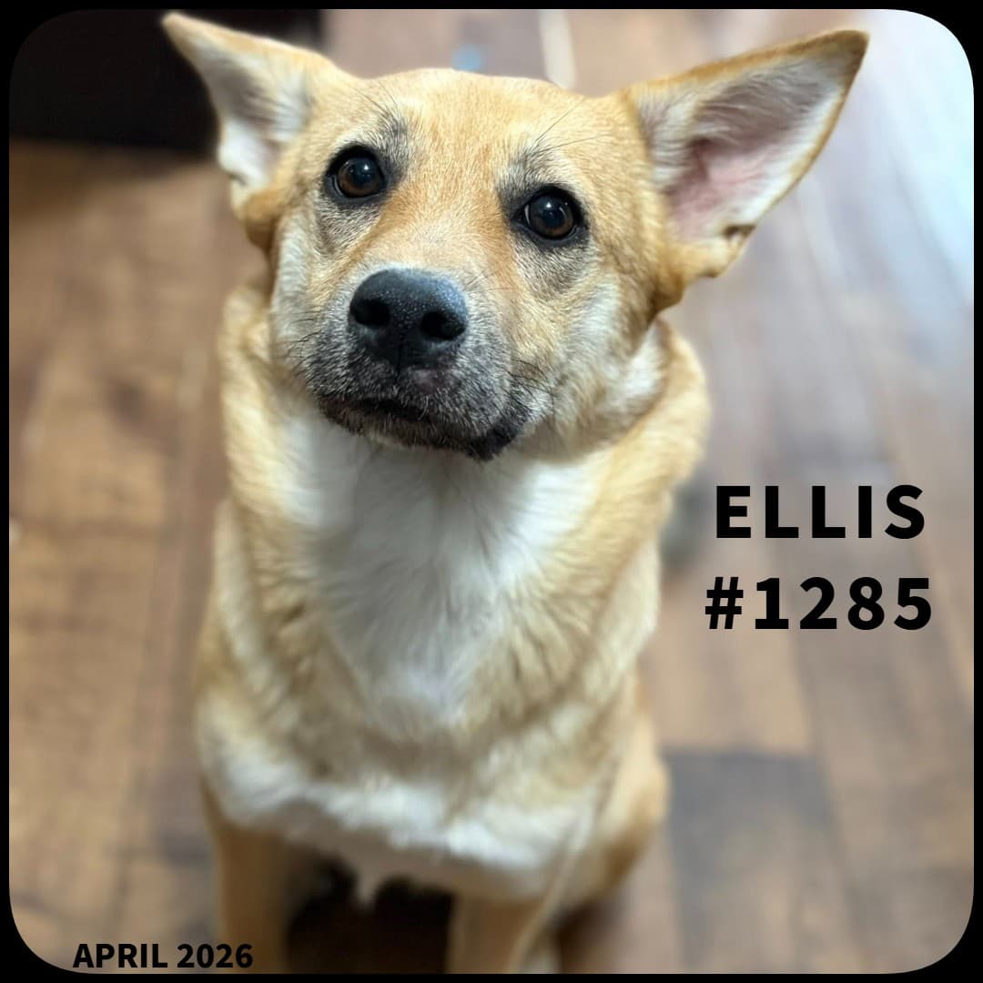ELLIS - Mixed, Siberian Husky available for adoption