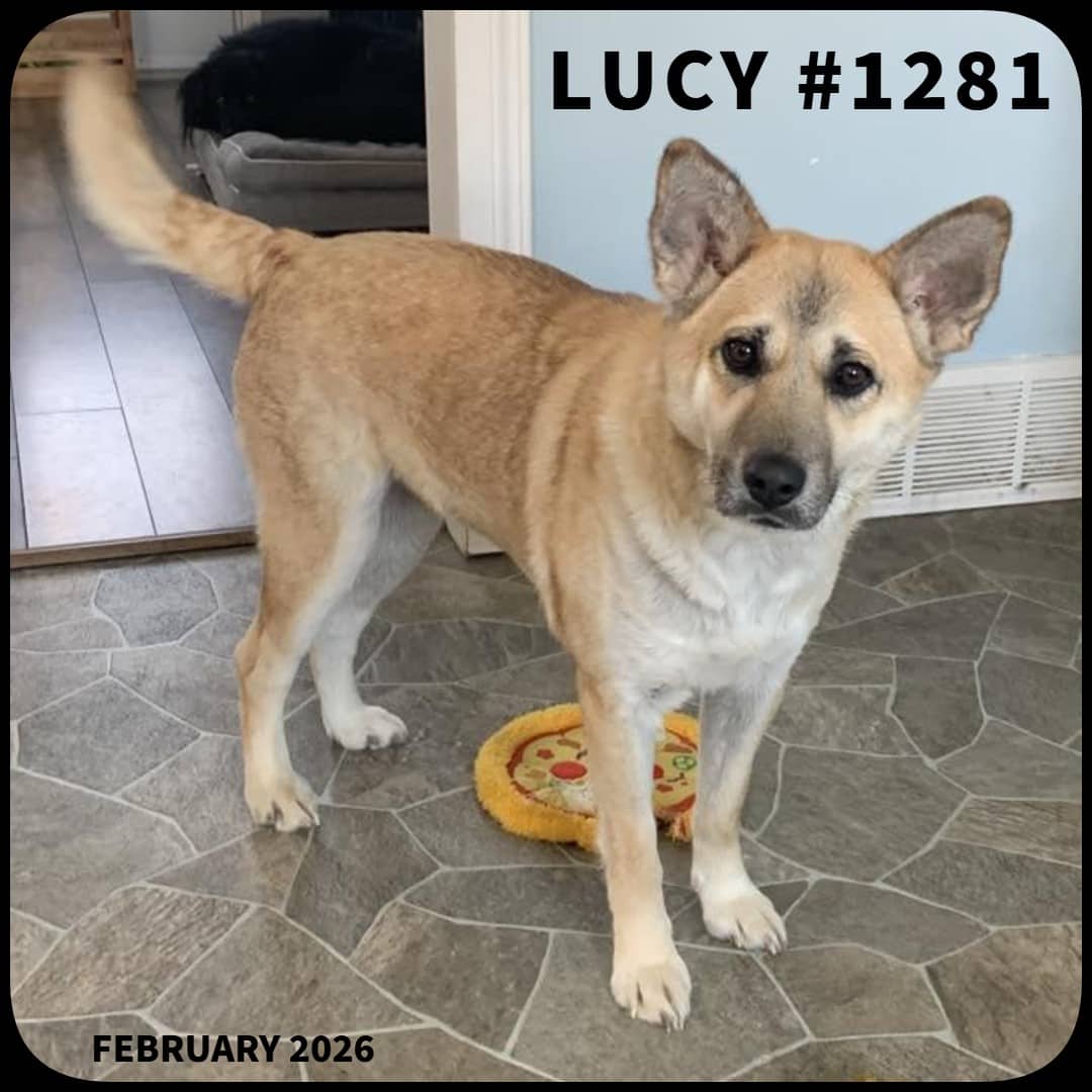 LUCY - Mixed Breed available for adoption