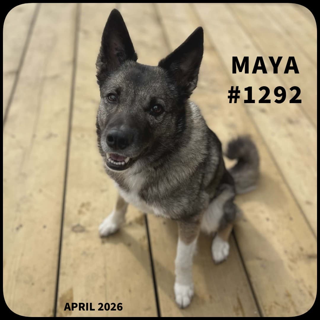 MAYA - Mixed, Norwegian Elkhound available for adoption