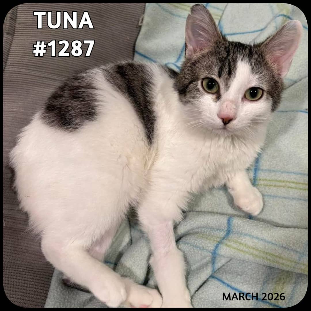 TUNA - Domestic Shorthair available for adoption