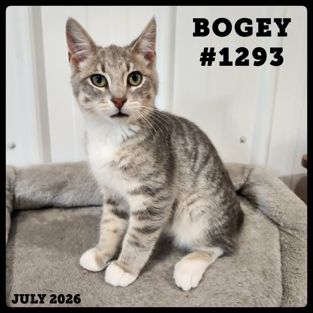 BOGEY - Domestic Shorthair available for adoption