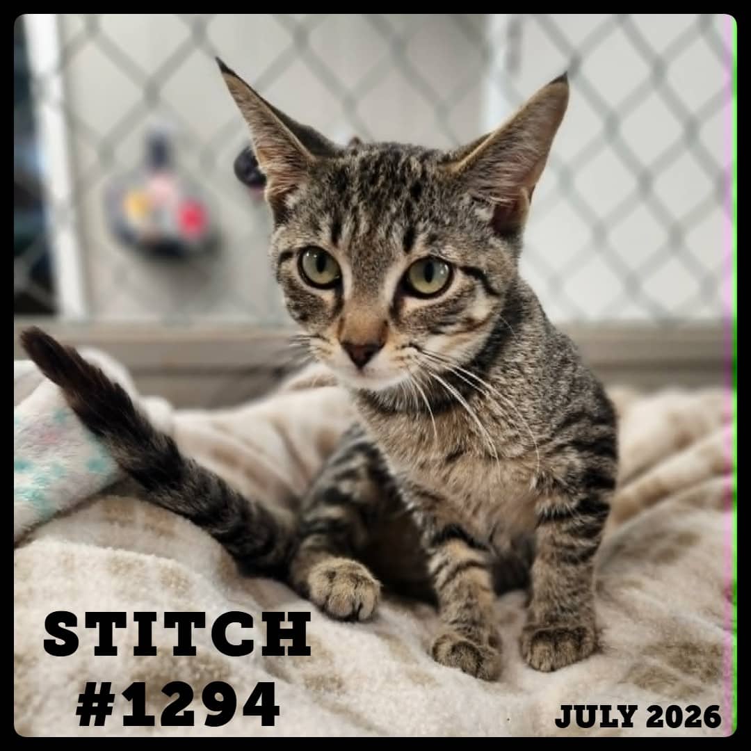 STITCH - Domestic Shorthair available for adoption