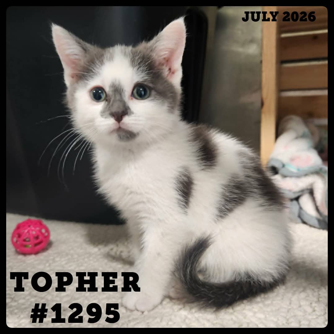 TOPHER - Domestic Shorthair available for adoption