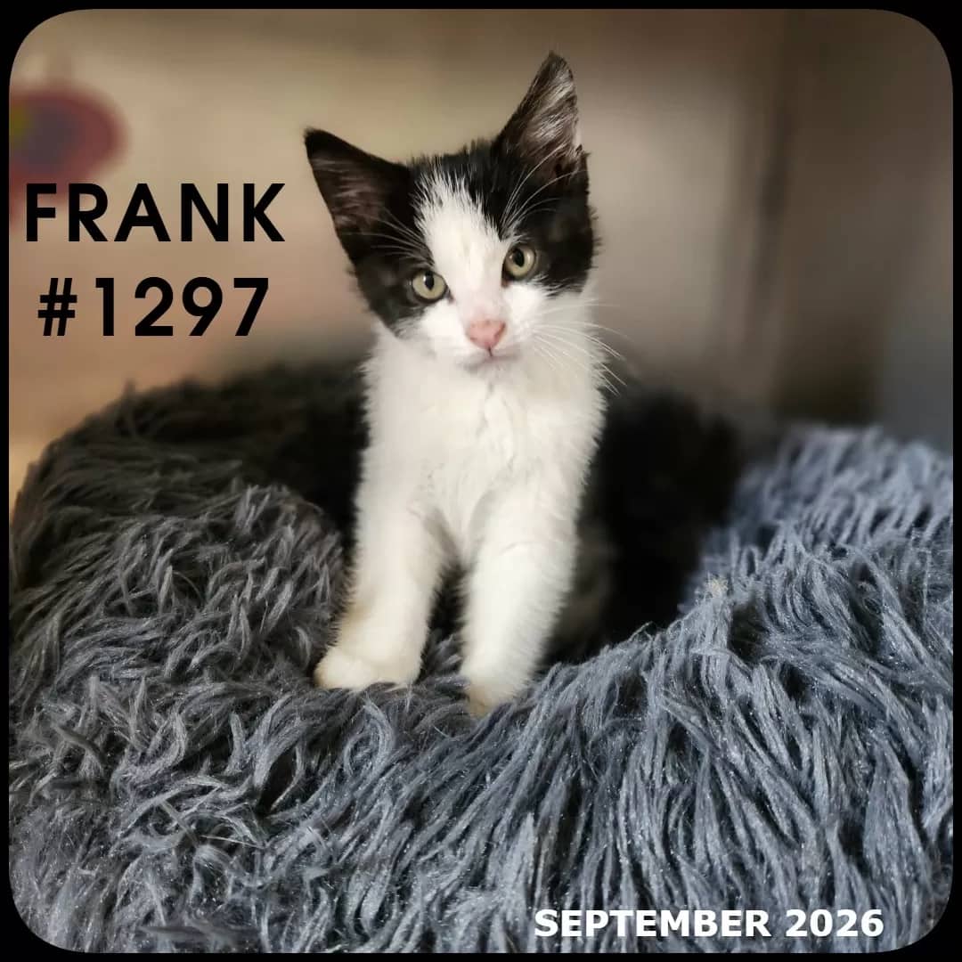 FRANK - Domestic Shorthair available for adoption