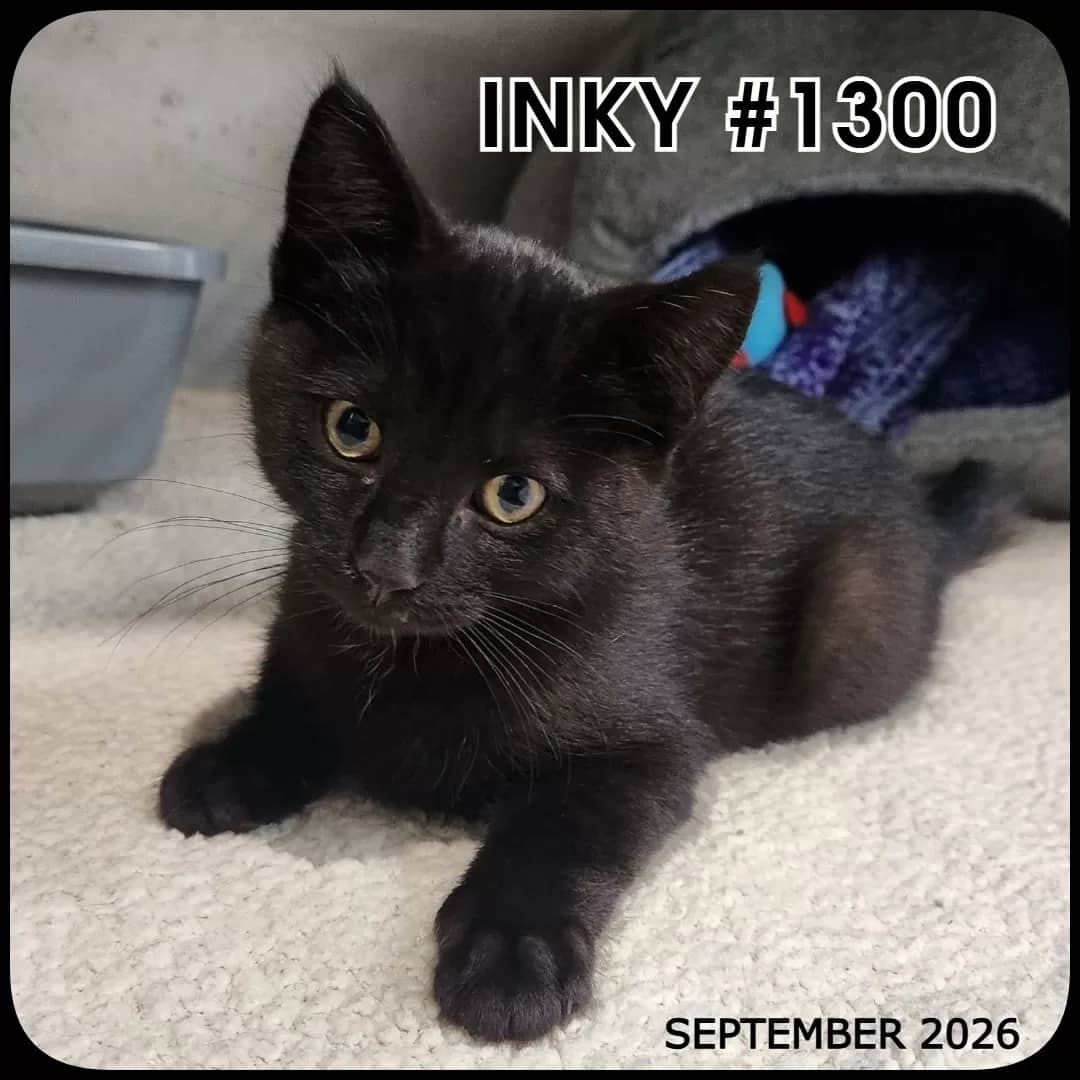 INKY - Domestic Shorthair cat available for adoption at Swan Valley Animal Protection League in Swan River