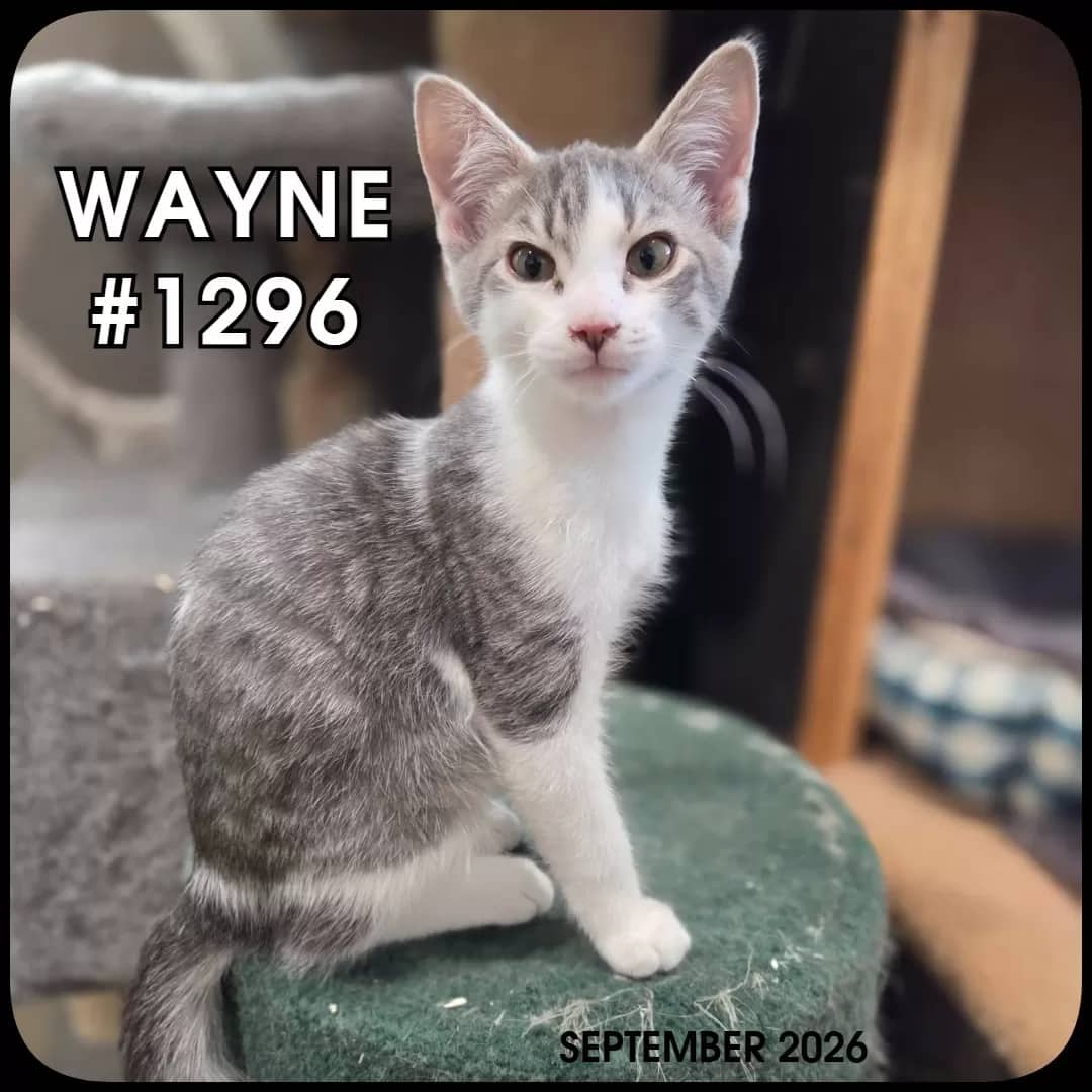 WAYNE - Domestic Shorthair cat available for adoption at Swan Valley Animal Protection League in Swan River