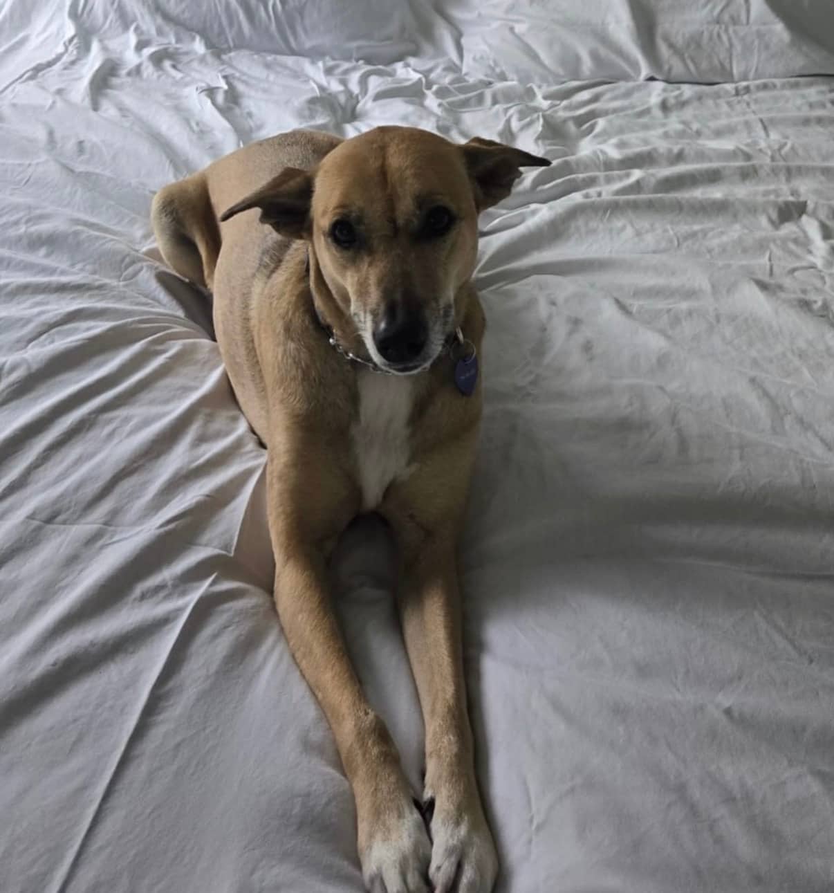 MEET LITA — LOOKING FOR HER FOREVER HOME ️ - Mixed Breed available for adoption at Taco Dog Rescue Society in Vancouver
