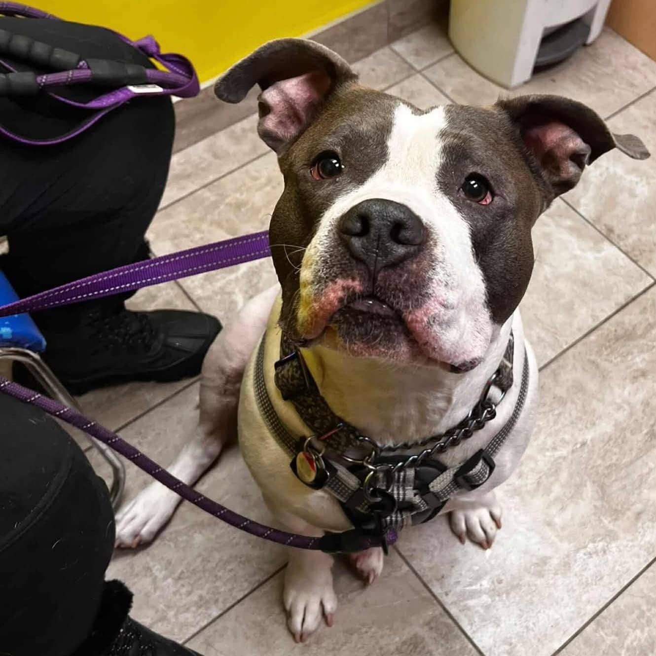 Meatball - American Bulldog available for adoption