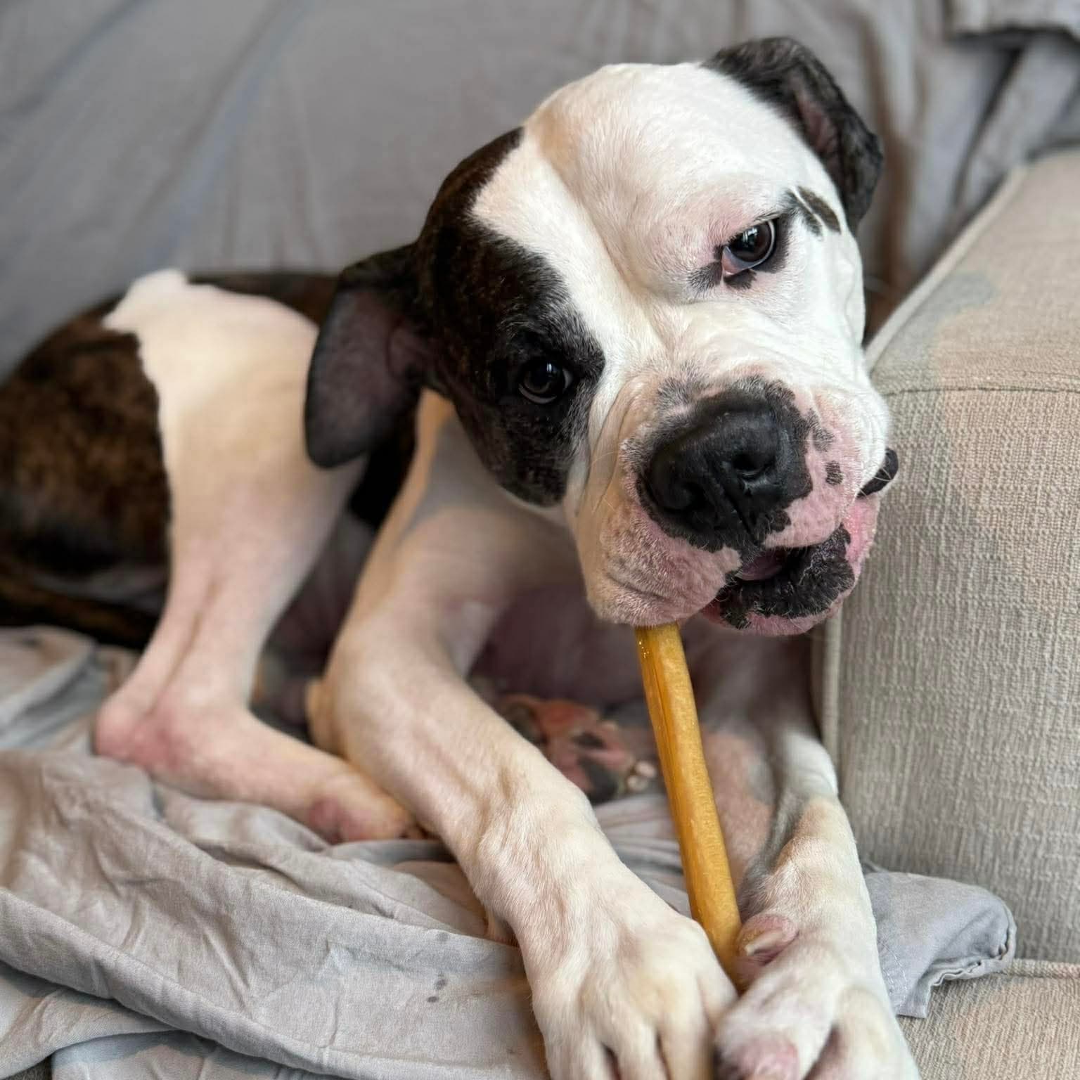 Loki - American Bulldog available for adoption in Calgary