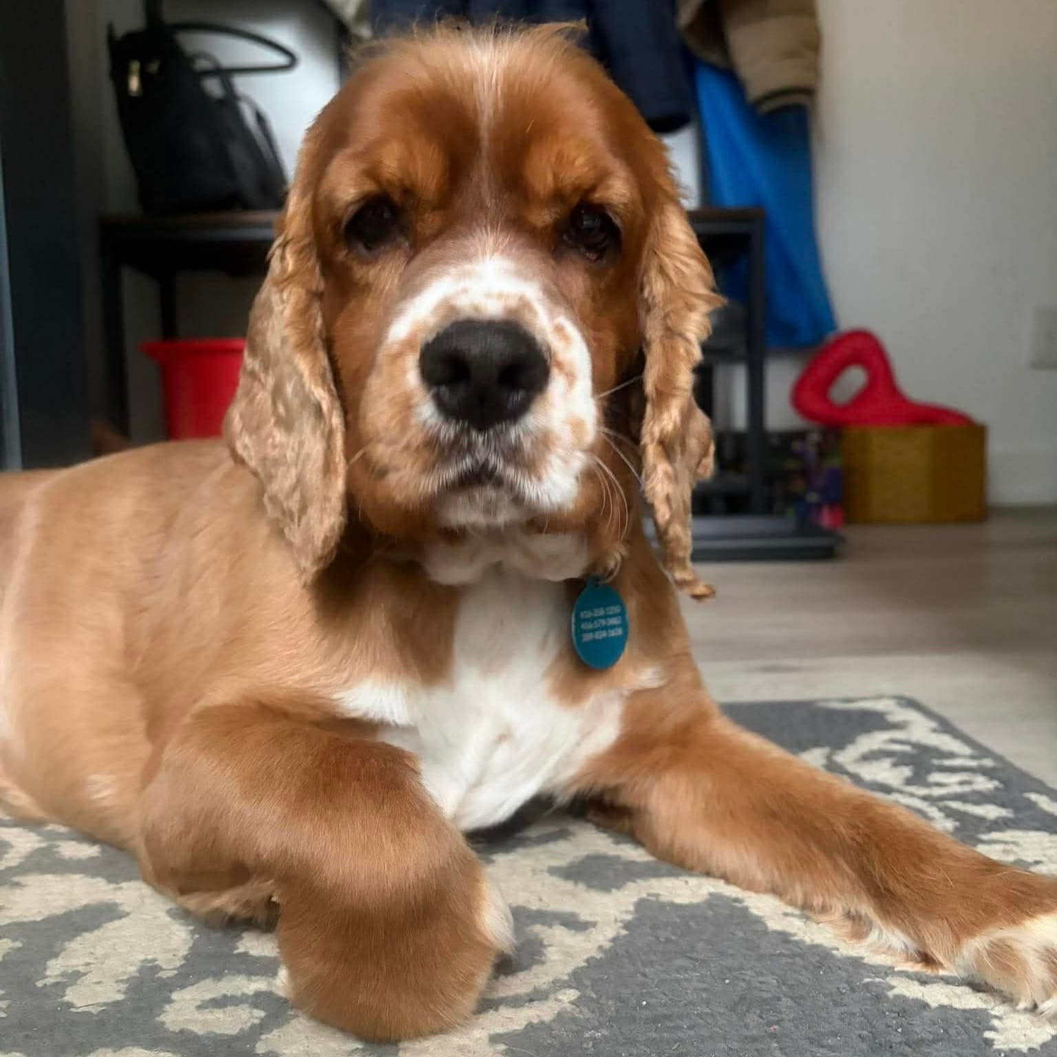 Forrest - Cocker Spaniel available for adoption in Calgary