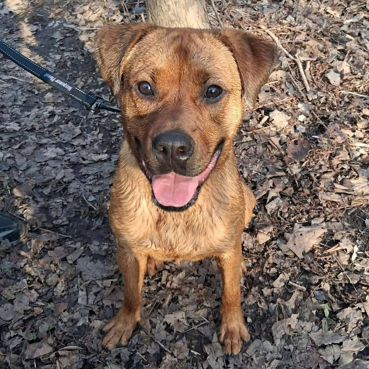 Rusty - Boxer mix available for adoption