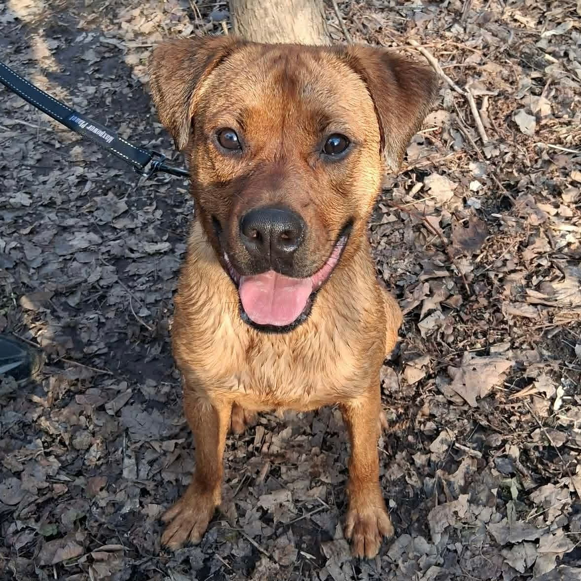 Rusty - Boxer mix available for adoption