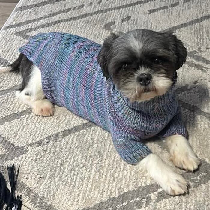 Stevie - Shih Tzu available for adoption in Calgary