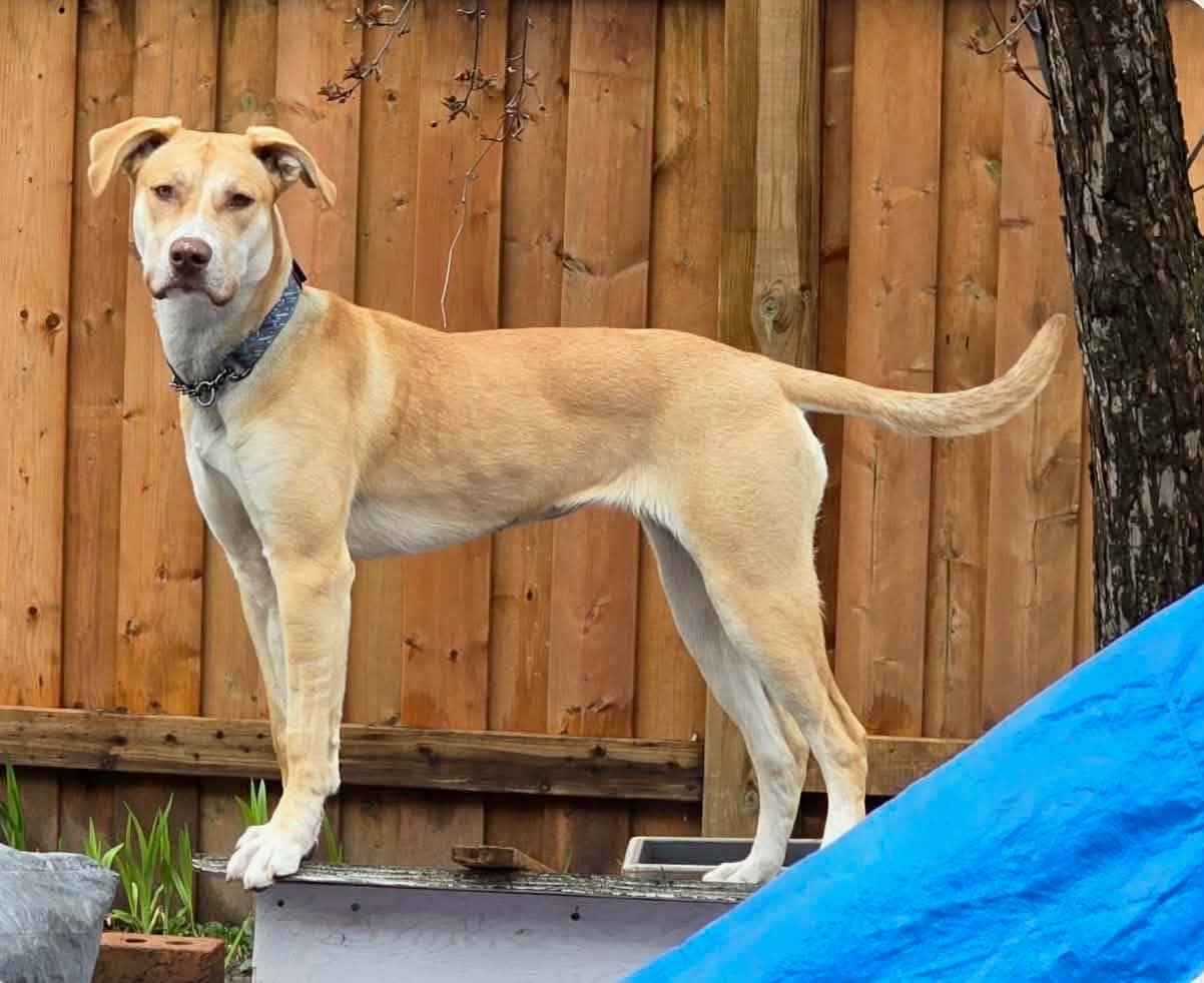 Zoe - Husky/Collie/Boxer X available for adoption