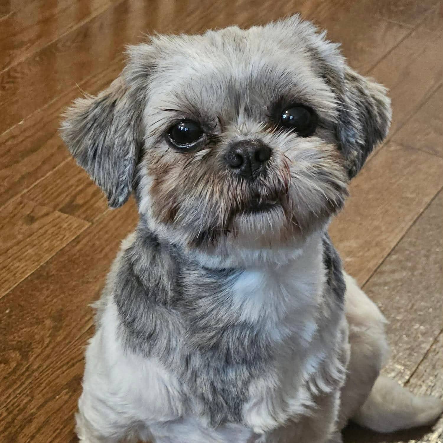 Elton - Shih Tzu available for adoption