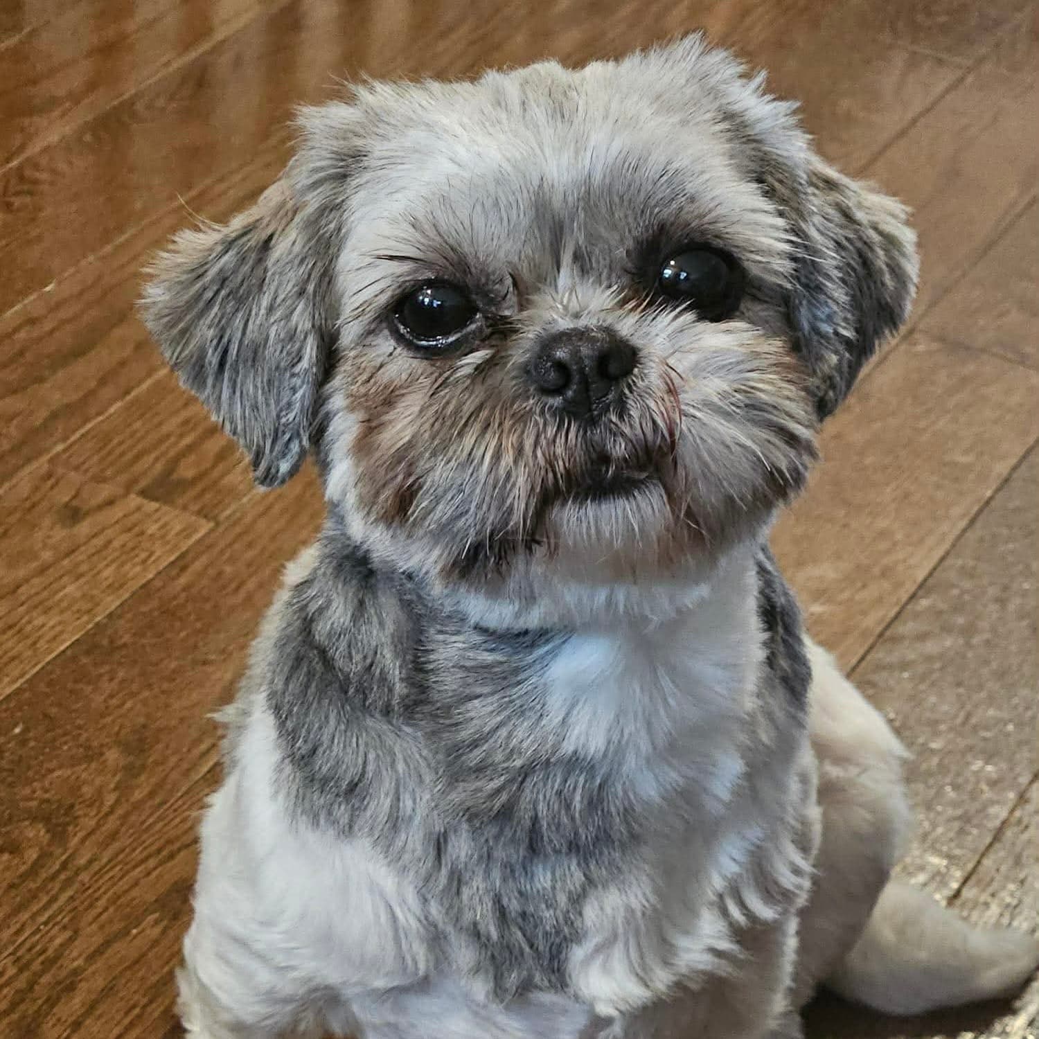 Elton - Shih Tzu available for adoption in Calgary