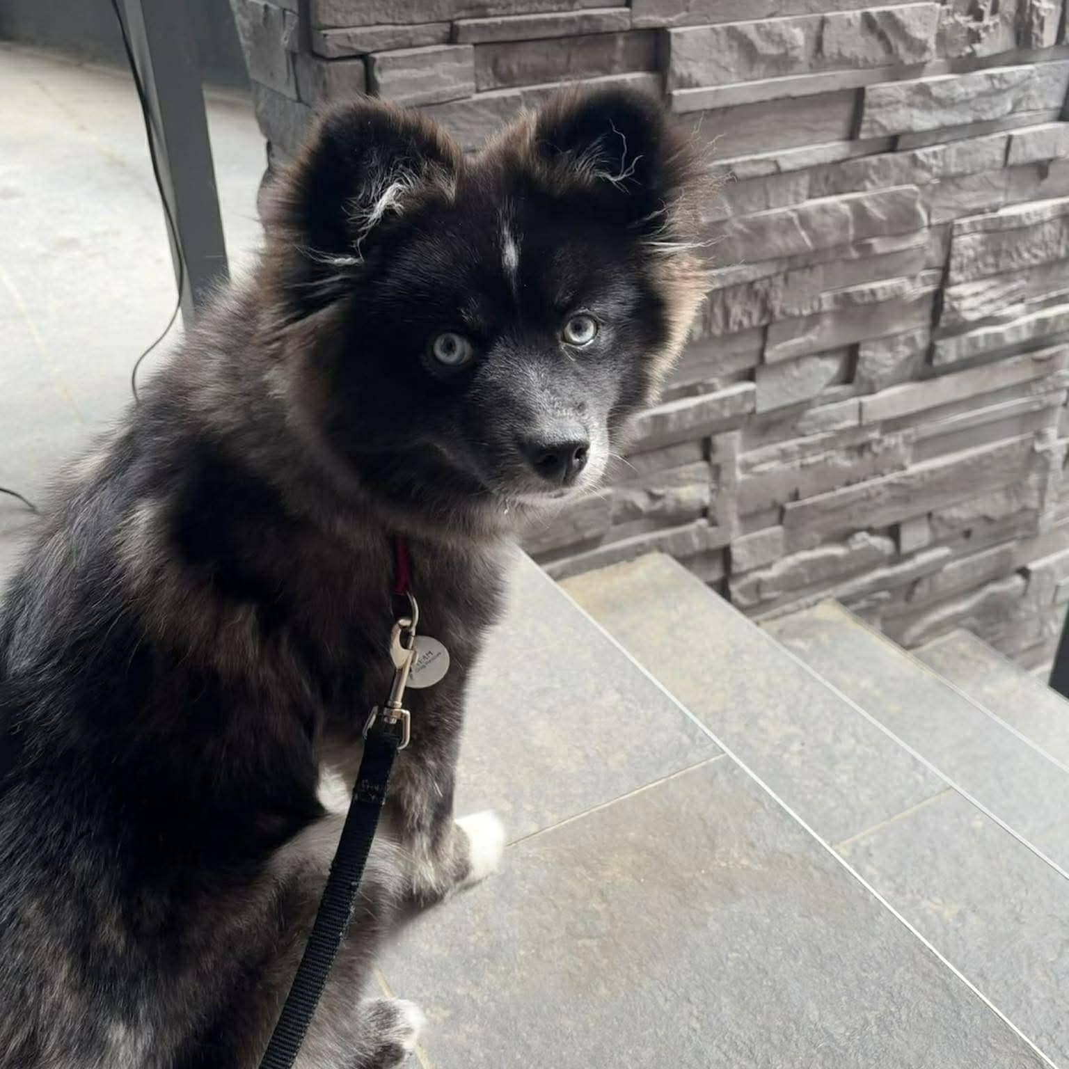 Jojo - Pomsky available for adoption