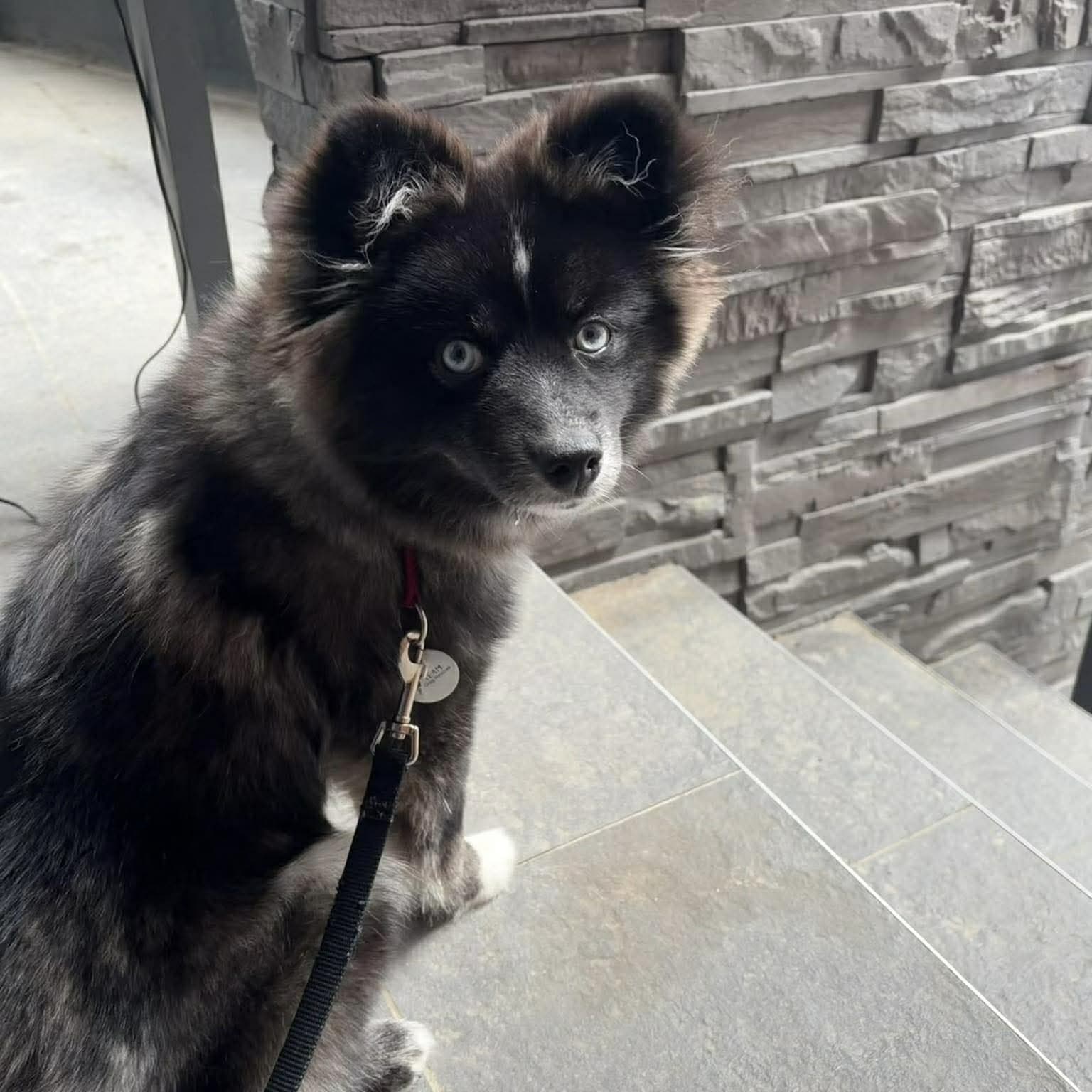 Jojo - Pomsky available for adoption in Calgary