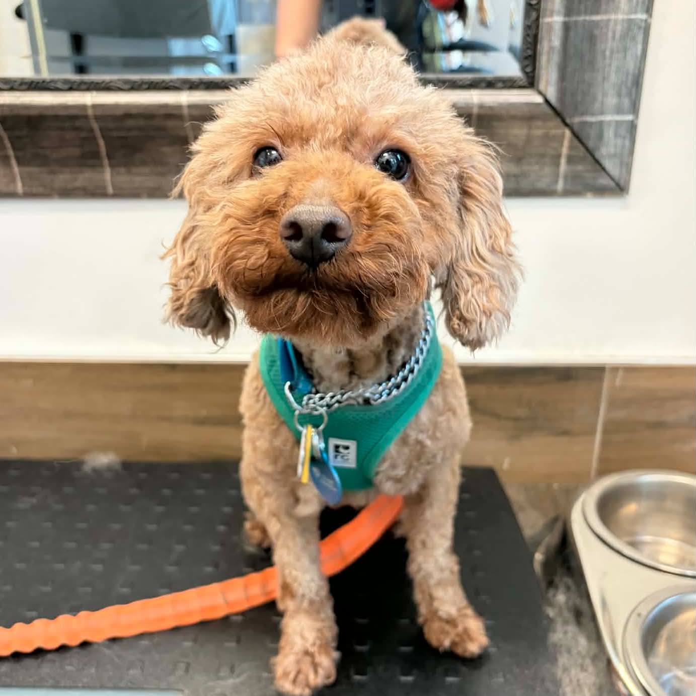 Benji - Mini Poodle available for adoption in Calgary