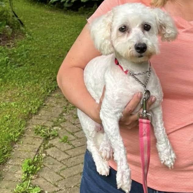 Wilma - Bichon available for adoption