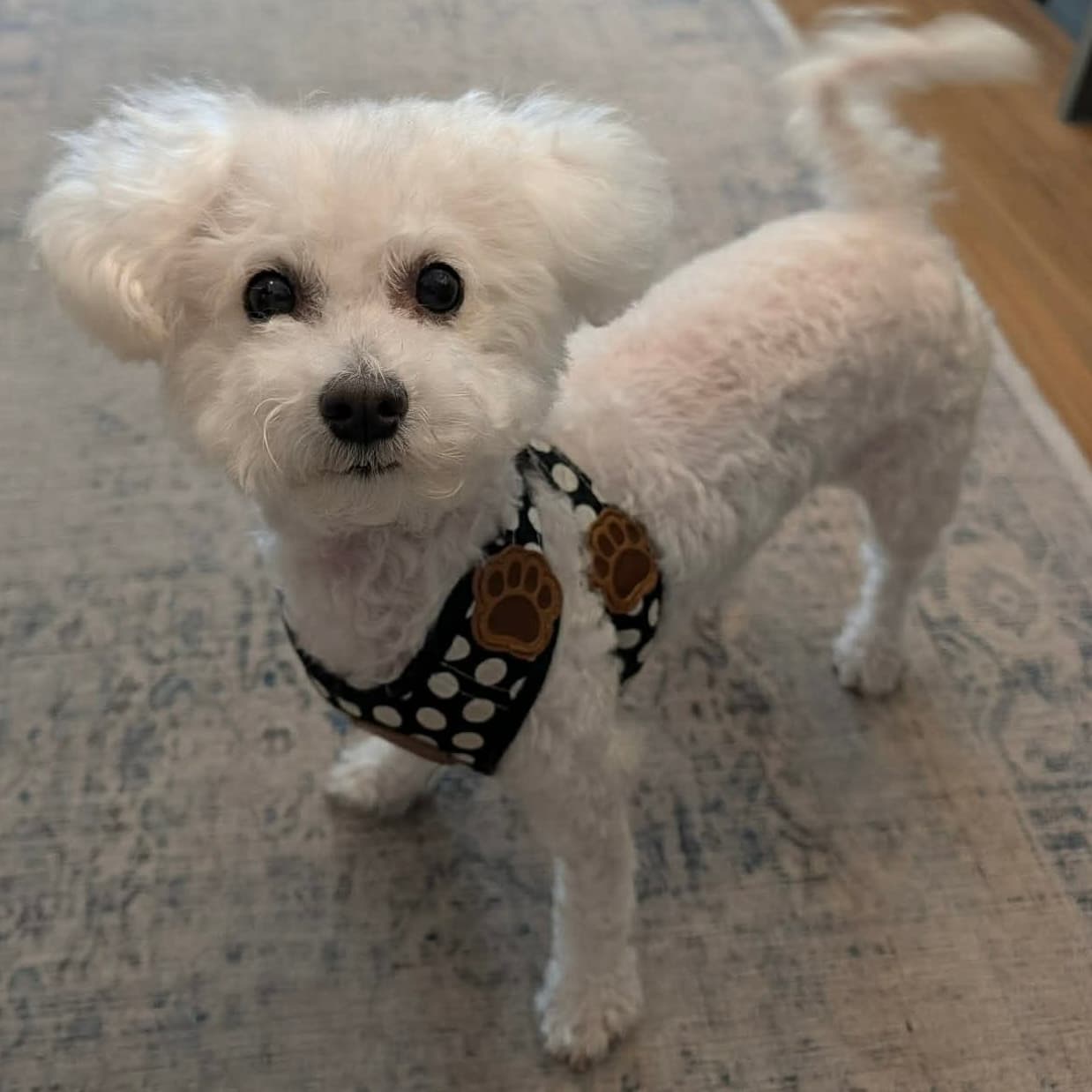 Bea - Bichon available for adoption in Calgary