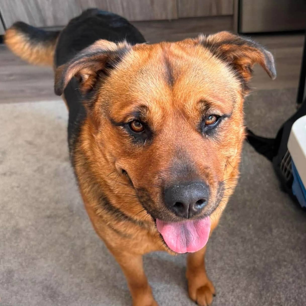 Nala - Labrador x Husky x Rottweiler available for adoption