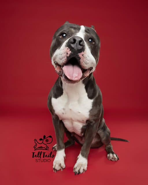 Annabelle - American Bulldog available for adoption