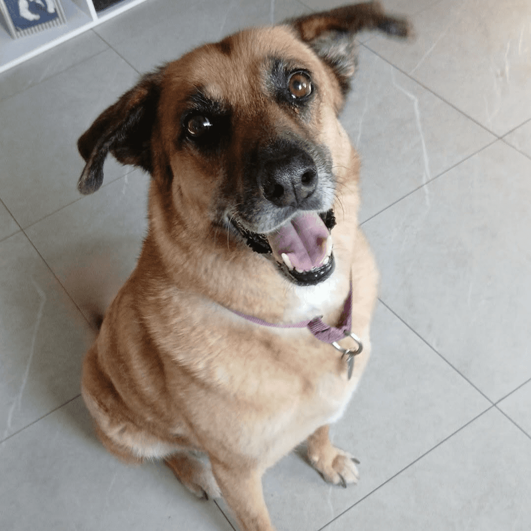 McCoy - GSD x available for adoption
