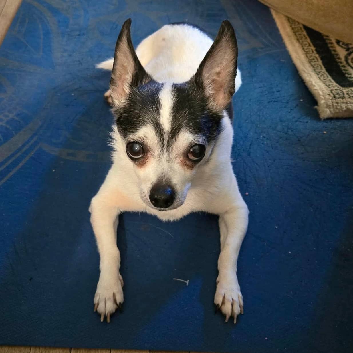 Herman - Chihuahua available for adoption