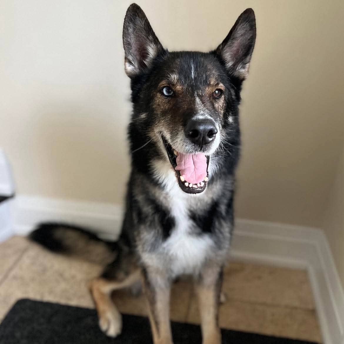 Sylvester+ - German Shepherd Husky mix available for adoption in Ontario
