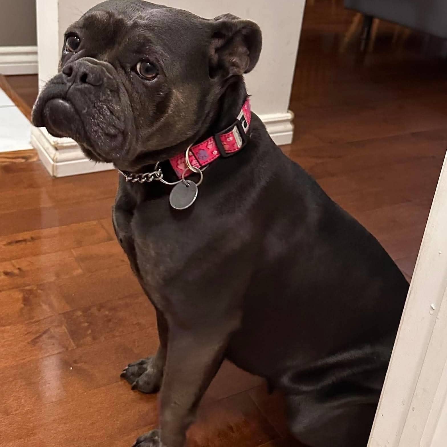 Sabrina - French & English bulldog mix available for adoption in Ontario