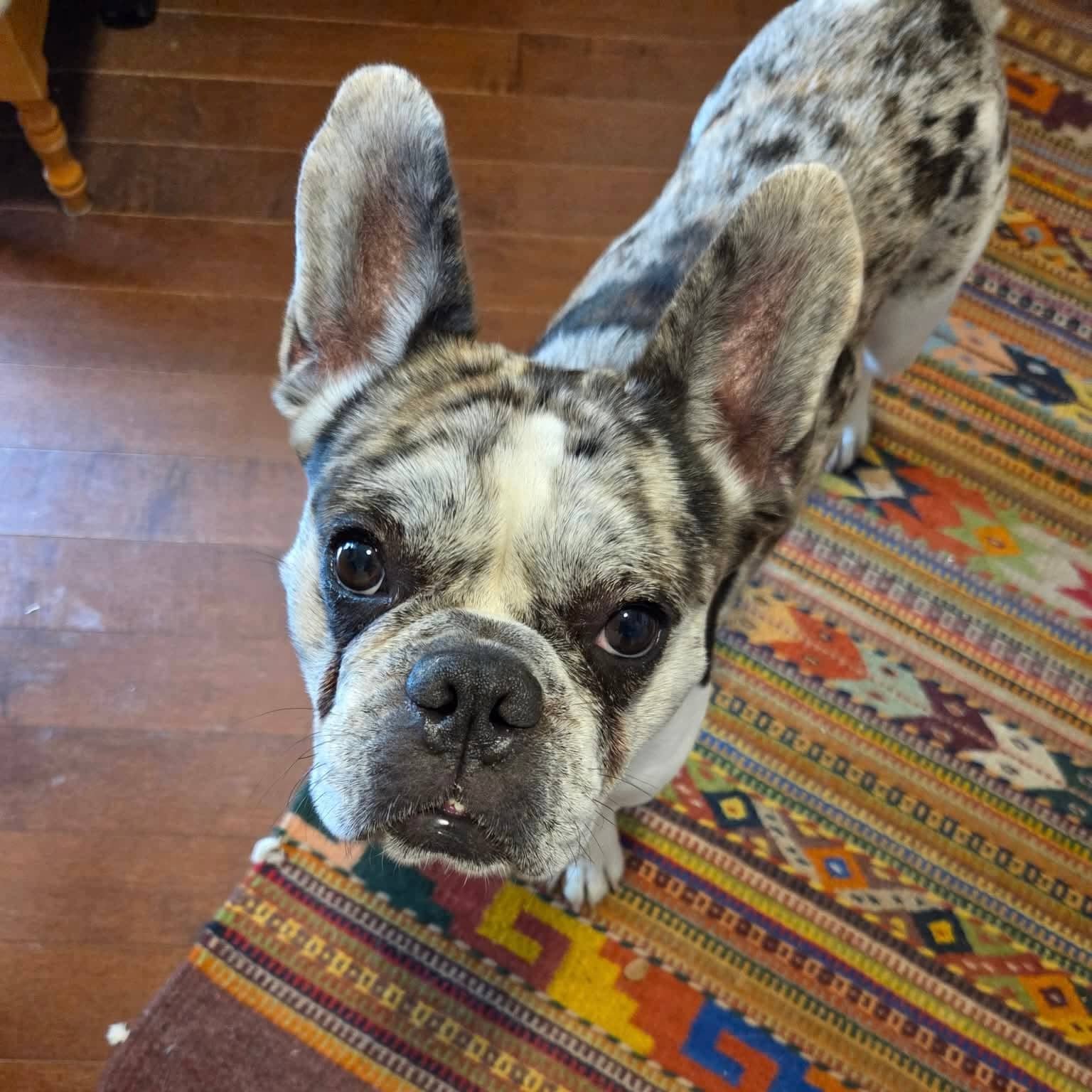Salem - English and French bulldog mix available for adoption in Ontario
