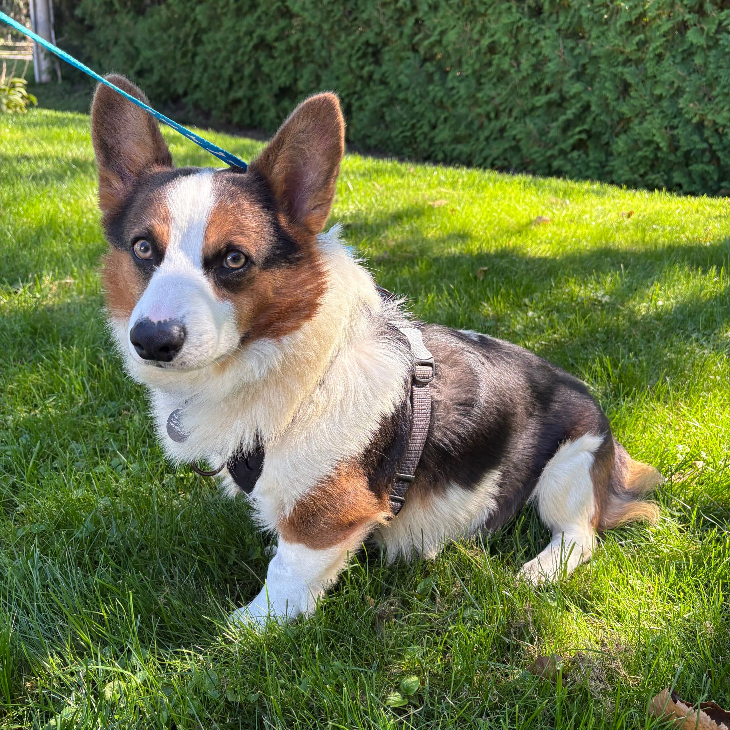 Macko