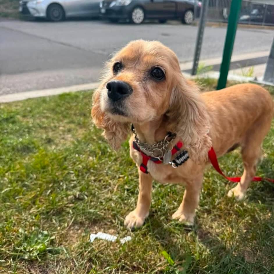 Dolly - Cocker Spaniel available for adoption in Ontario